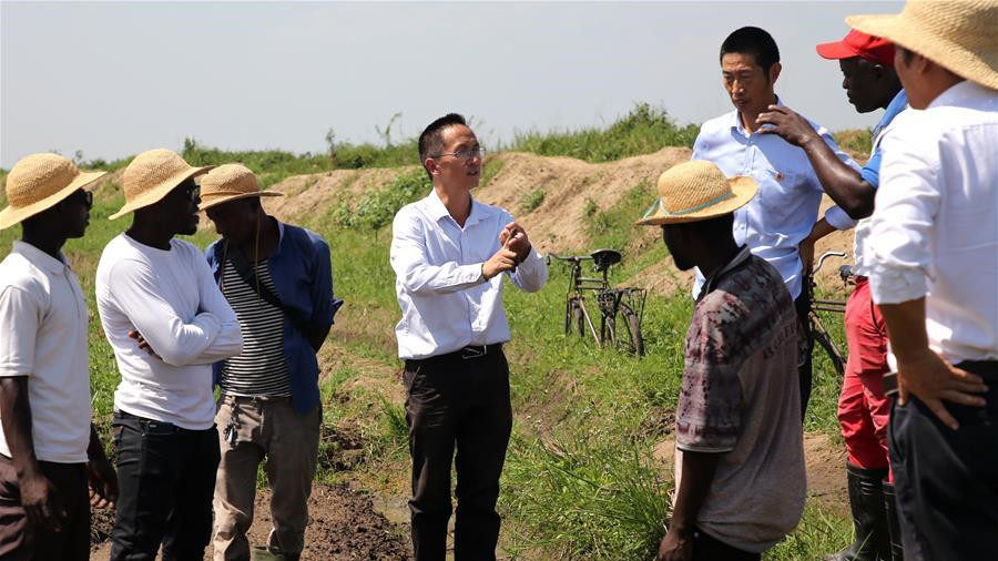 種植中國(guó)雜交水稻改變布隆迪農(nóng)民生活