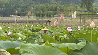 萬畝梯田蓮海綻放 福建建寧迎最美賞荷季