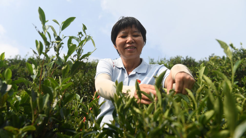 二十大代表風(fēng)采丨祝雪蘭：茶香氤氳蘊(yùn)初心