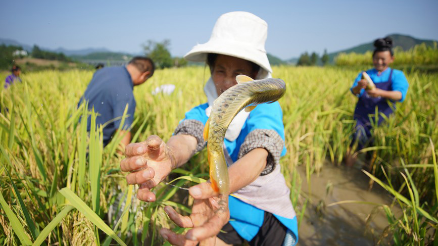 貴州丹寨：稻香魚(yú)肥豐收景 鄉(xiāng)村振興展新顏