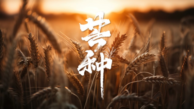 文化中國(guó)行·詩(shī)意節(jié)令｜芒種：風(fēng)吹麥成浪　靜待稻花香